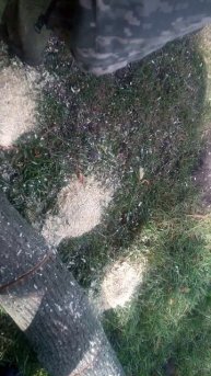 Бензопила Карвер хобби 152 в работе