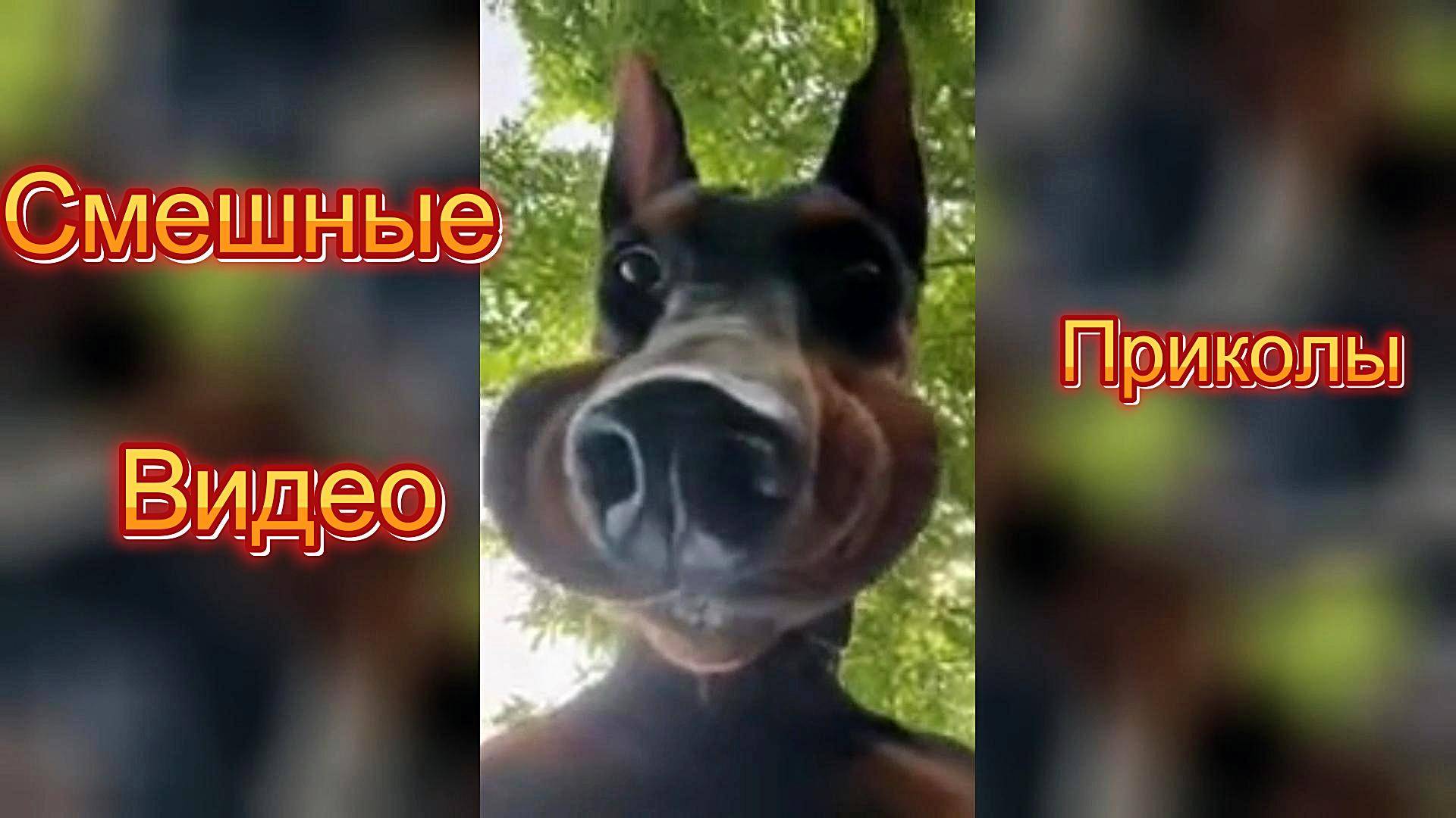 Самые смешные видео приколы|Юмор и Приколы