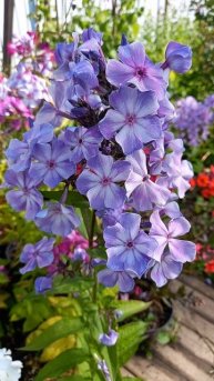 ФЛОКС ОСТРОВ САНТОРИНИ