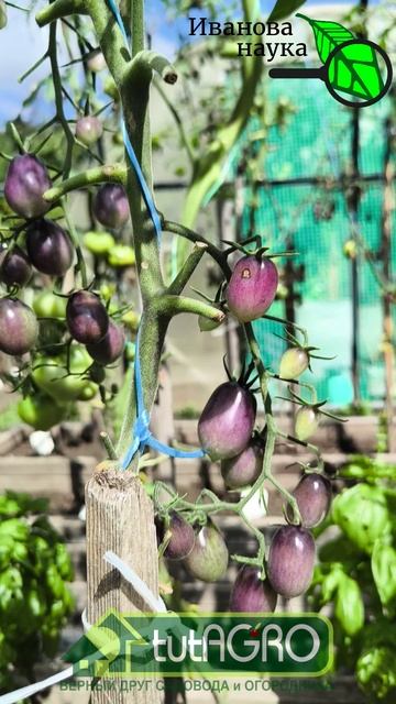 ВЫ НИКОГДА НЕ ВСТРЕТИТЕСЬ С ФИТОФТОРОЙ, ЕСЛИ УЗАЕТЕ ЭТУ ПРАВДУ: не отказывайтесь от уличных томатов!