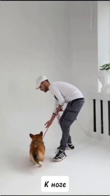 Искусство позитивной дрессировки