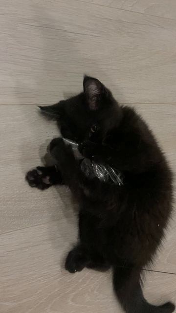 «Мэр»развлекается…