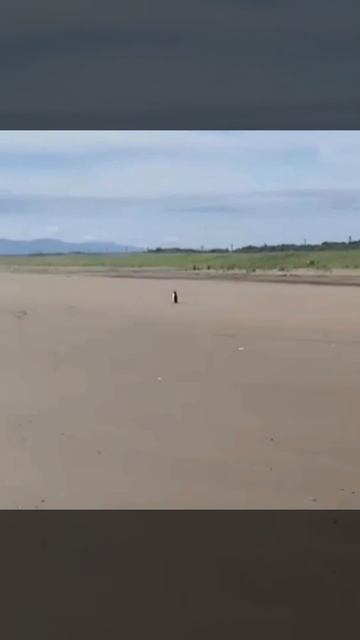 «Костян, мы же ничего не употребляли?»

Жители Сахалина обнаружили одинокого пингвина. Видео расходи