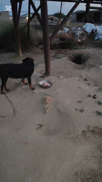 Привезла еду и миски для собак с поля