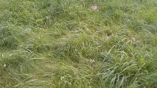 Фея и зелёная трава перед дождём