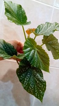 Коралловая Кейн Бегония ✂️🌿