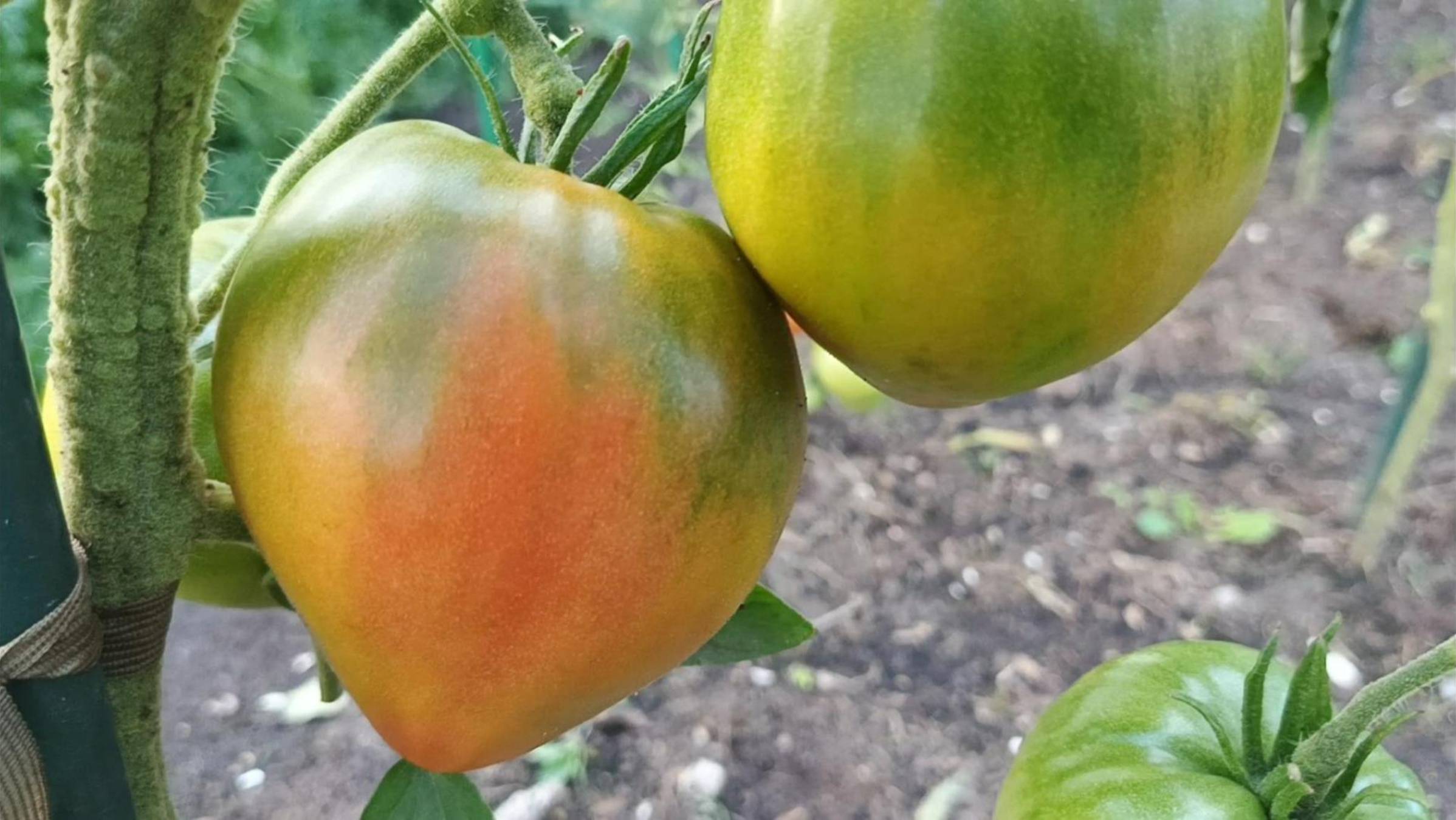 Что то не так с помидорами.