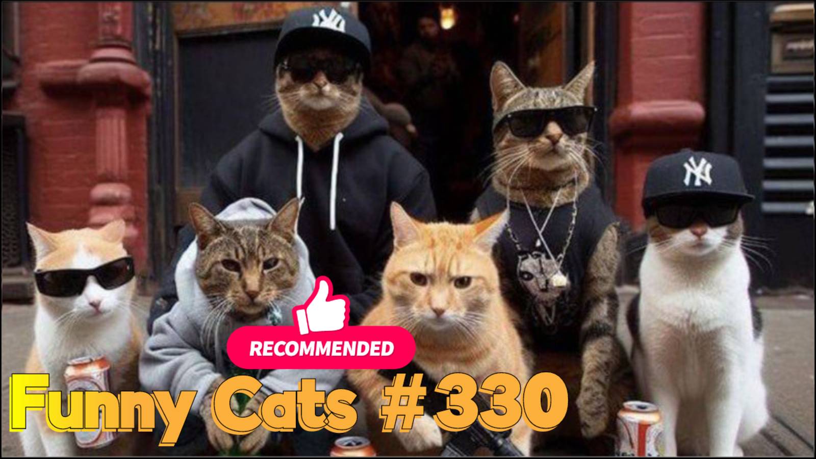 Смешные коты #330