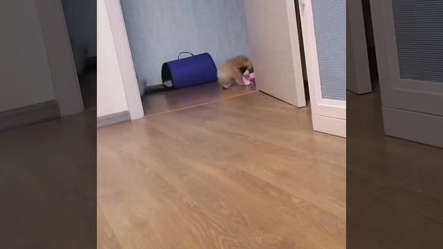 Малышка Мышка самая настоящая непоседа!!!