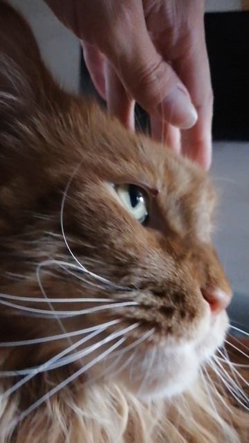 Коты лечат!