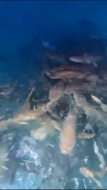 Видео с экскурсий