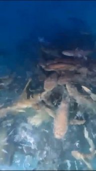 Видео с экскурсий