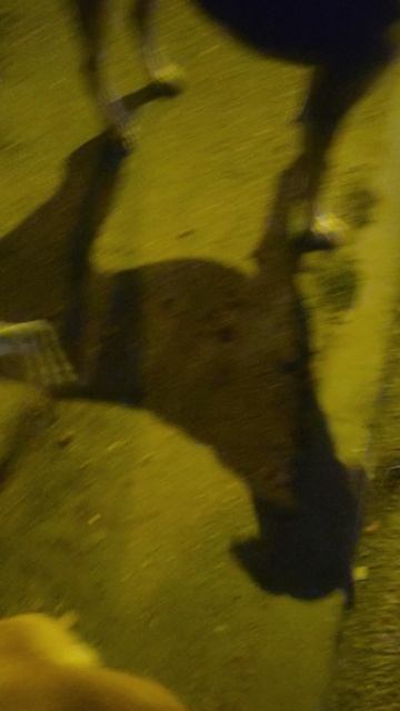 Доброй ночи, ребятишки!