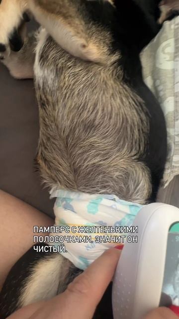 Тг - КАНАЛ ЛУЧИСТОЙ