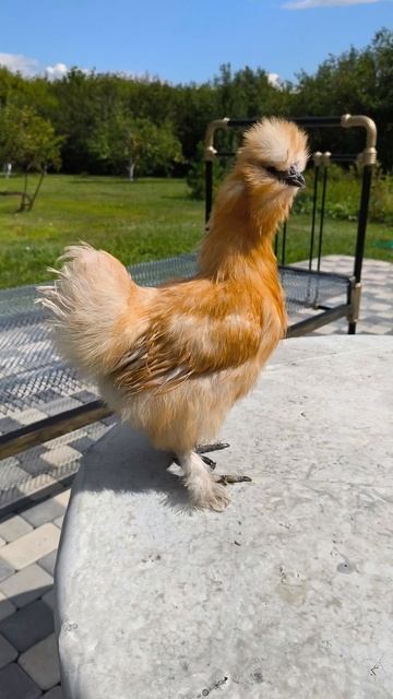 Супер Стар.mp4