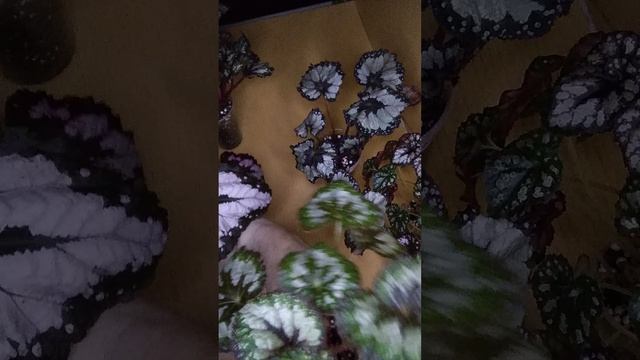 наборы бегоний, продажа на 11.08.25г.