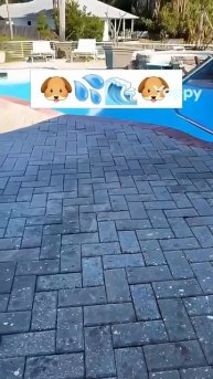 #котики #кошка #киса #домашниеживотные #кошки #пес #собакадругчеловека #собака #собаки #щенок #мимим