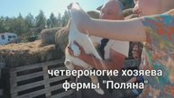 Неужели могут появиться зайцекоты?