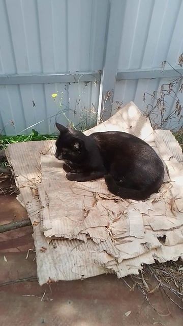 глажу моего кота