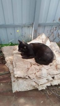 глажу моего кота