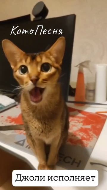 новый хит от #Джоли со звуком! #рек #топ #котики #джолиисполняет #песня #хит #топ #реки #вреки #реко