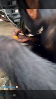 Труд сделал из обезьяны человека🙉😂