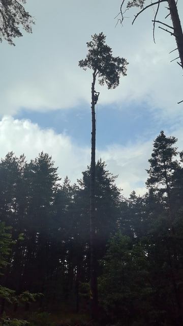 спил дерева