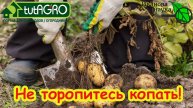 Убирать или не убирать картофель? Отмерла ботва и что делать дальше. Рост картофеля без ботвы.