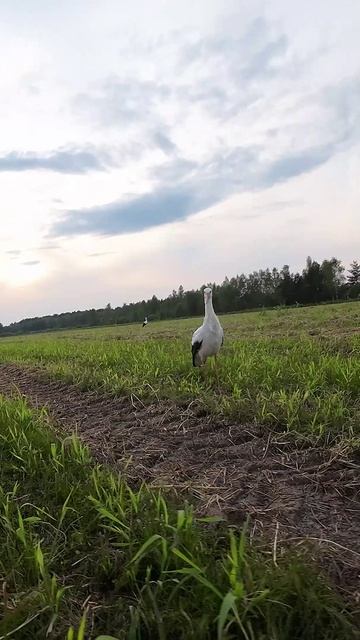 Аист в поле #FPV