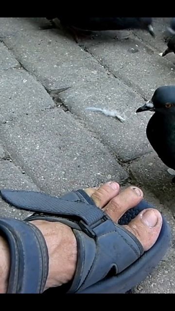 Голуби и еда в ноге