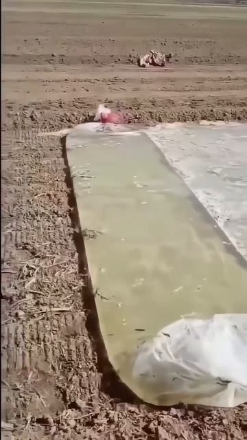 ОРОШЕНИЕ ПО-КИТАЙСКИ. НОВЫЙ  СПОСОБ