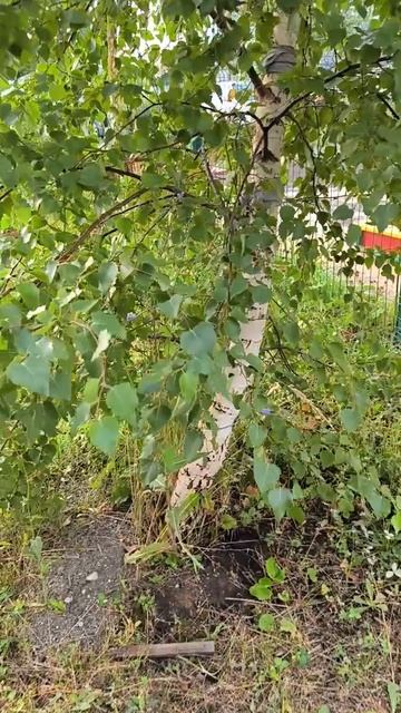 Утренняя мистерия сохранения жизненной силы.