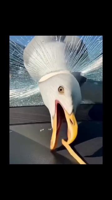 Клип @potexreels