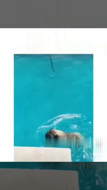 Слишком жарко мопсу