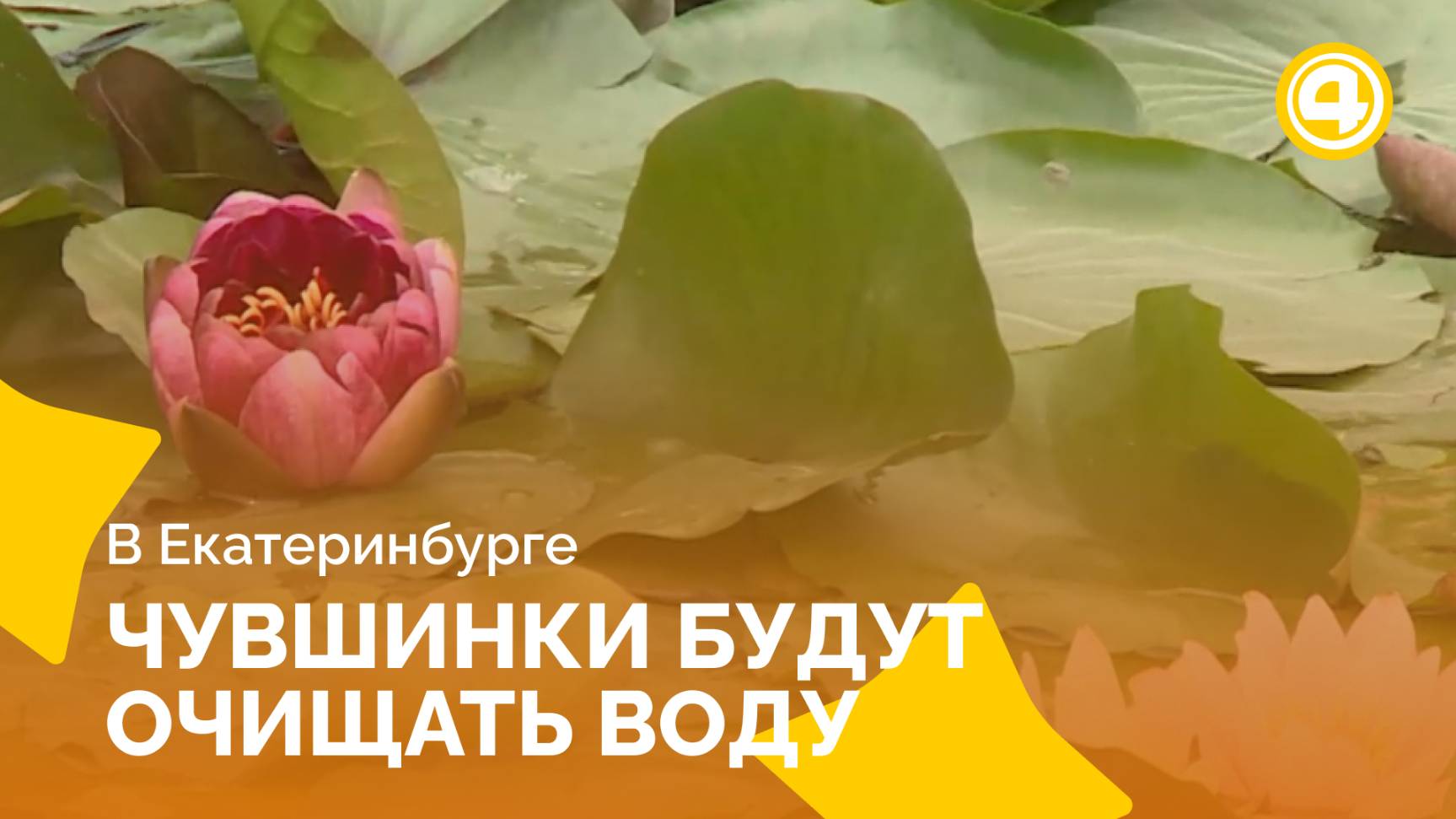 Кувшинки и ирисы впервые украшают городской пруд Екатеринбурга