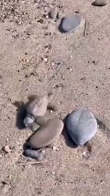 МОРСКИЕ ЧЕРЕПАШКИ. ТУРЦИЯ 2025.