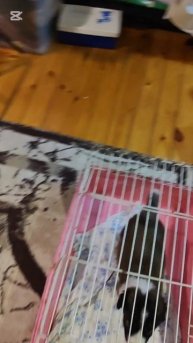 Белая кошка оборзела окончательно