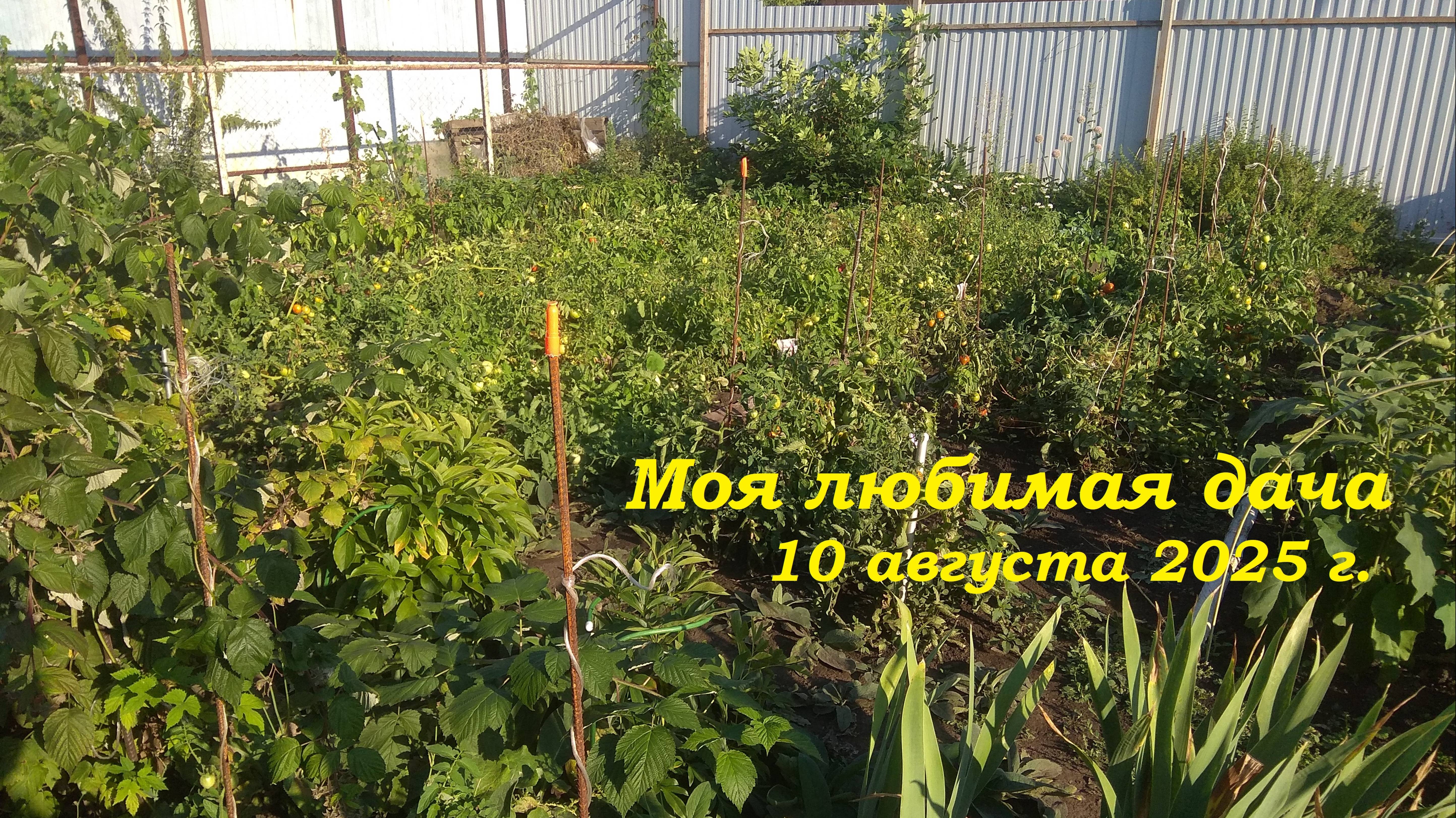 10.08.2025 _ Моя любимая дача