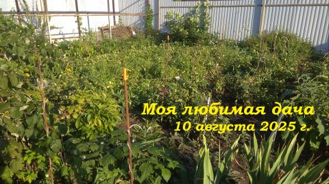 10.08.2025 _ Моя любимая дача