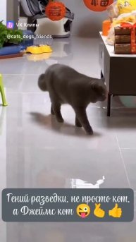 Джеймс Кот 🐈❤️😻🥰😘