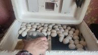 Перевод инкубатора Несушка на вывод цыплят