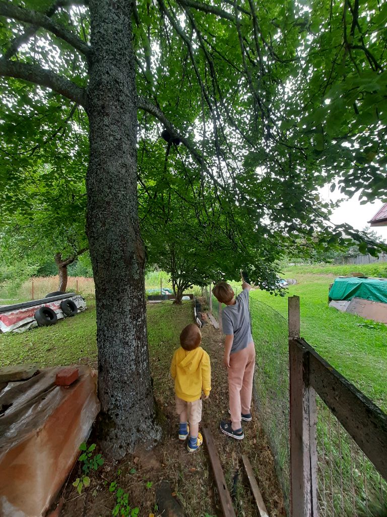 я лазаю по дереву