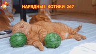Нарядные Котики расслабляются на солнышке 🌞 🐈🐈🐈 (267)