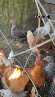 А мы сегодня в деревне)