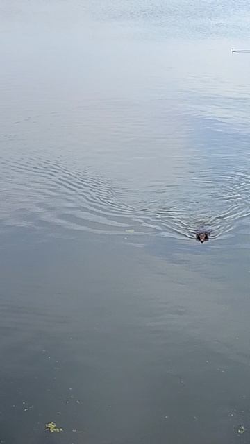 Традиционные яблочные заплывы Шилки.