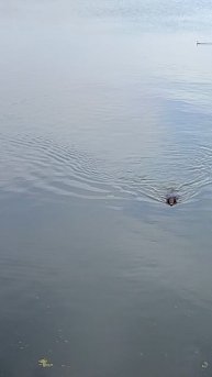 Традиционные яблочные заплывы Шилки.