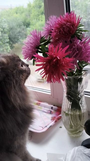 Кошка, которая обожает цветы. Есть