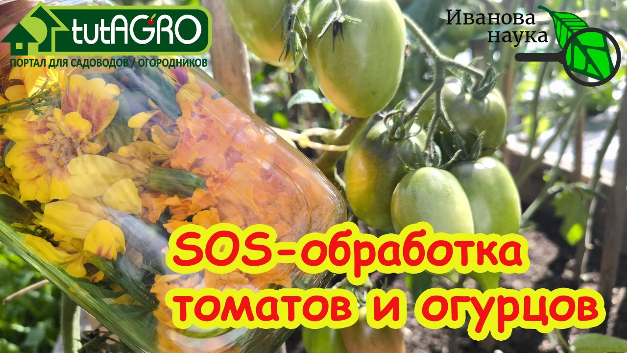Секретное оружие против белокрылки: помидоры и огурцы будут здоровыми, а урожай - рекордным!