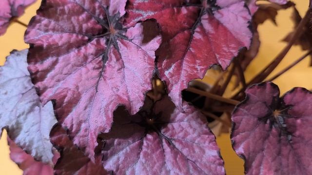 Бегония Deco Pink