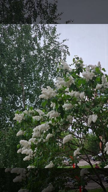 Белая сирень.